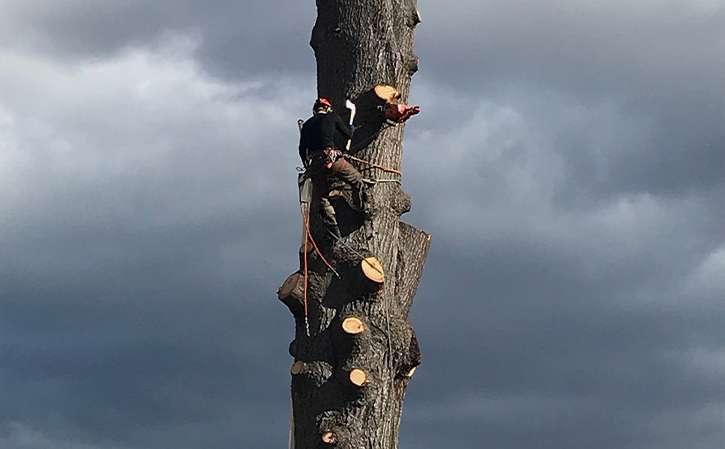 dangerous-tree-removal